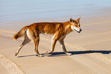 Dingo In Fraser Island Australia