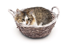 Kitten Lying In A Basket Isolated On A White Background