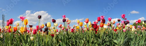 Obraz w ramie Tulpenfeld Panorama - verschiedene Sorten