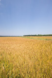 Fototapeta Sawanna - 黄金色に色づいた収穫前の小麦畑