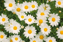 Magic Sunny Daisy Flowers Background