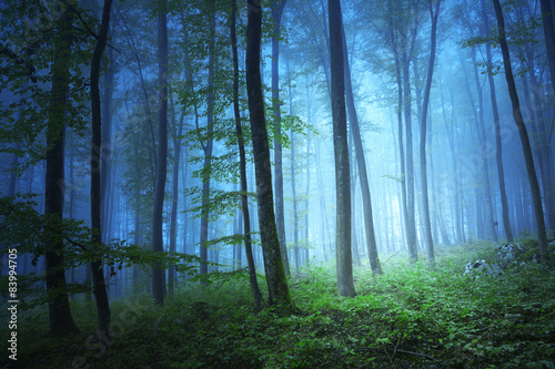 magic-blue-color-light-in-mystic-forrest