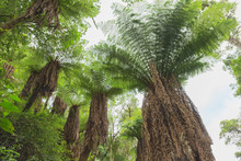Giant Tree Ferns In The Amboro National Park