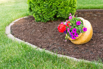 Wall Mural - Colorful flowers in a flowerpot in a garden