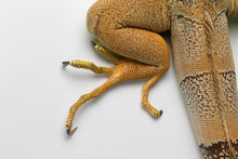 Top View Of Green Iguana Leg On White