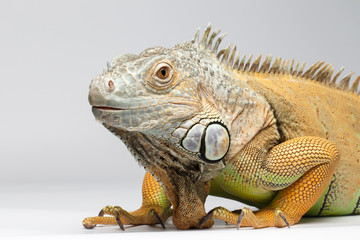 Wall Mural - Closeup Green Iguana on White Background