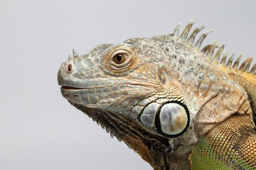 Wall Mural - Closeup Green Iguana on White Background