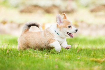 Wall Mural - Pembroke welsh corgi puppy running