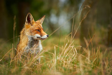Wild Red Fox In Grass