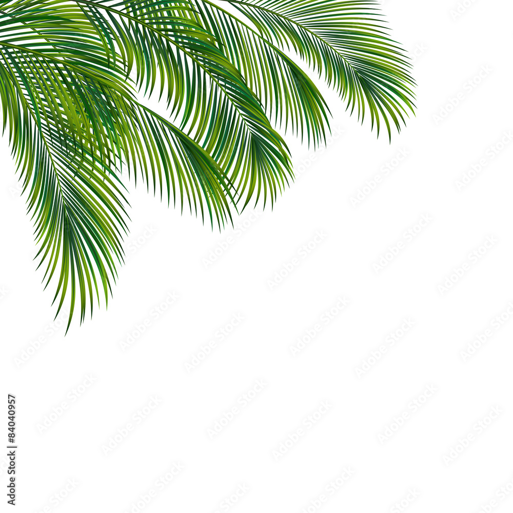 Palm tree foliage isolated on white background - obrazy, fototapety, plakaty 
