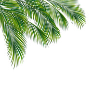 Palm Tree Foliage Isolated On White Background