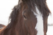 Close up profile of a horse, eye contact