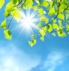 Poster - Spring natural background with young birch leaves