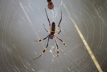 Golden Orb Spider Sit On A Web Waiting For Insects In Morning Su