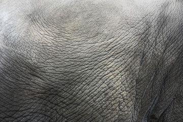 elephant, Skin, closeup, gray, wrinkled, hide, background