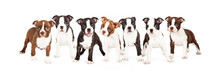 Row Of Boston Terrier Puppies