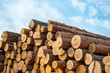 Timber or saw timber