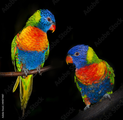 Naklejka ścienna rainbow lorikeet parrots isolated on a black background