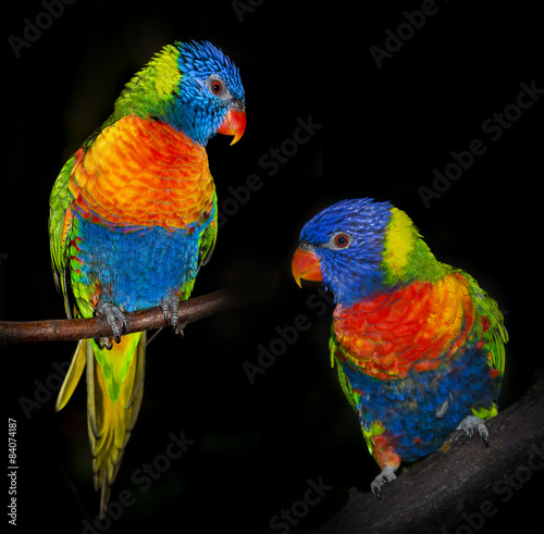 Naklejka - mata magnetyczna na lodówkę rainbow lorikeet parrots isolated on a black background