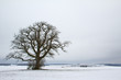 © leomalsam - Winterlandschaft mit einer einzigen Eiche