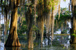 Mousse espagnole dans les Bayous de Louisiane