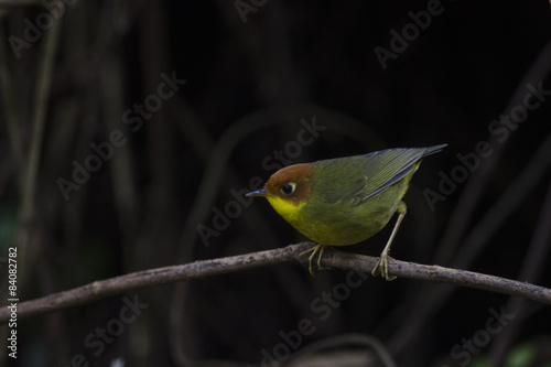 Fotografia Bird (Chestnut-headed Tesia) on the perch ,chiangmai, Thailand