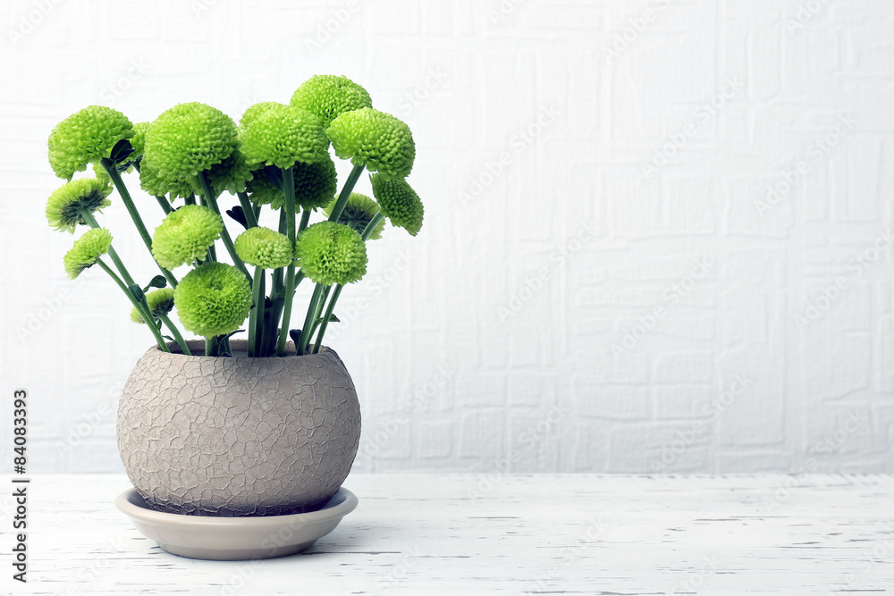 Beautiful chrysanthemum in pot on light background