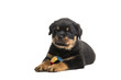 Cute rottweiler puppy dog lying down with a ball isolated at a white background