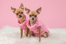 Dressed Cute Chihuahua Dogs In Pink Knitted Sweaters And At A Pink Background