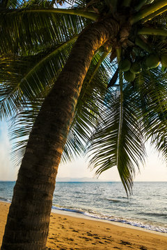 Palme på stranden.
