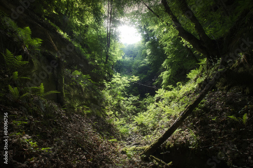 Fotomural wilderness landscape with green vegetation