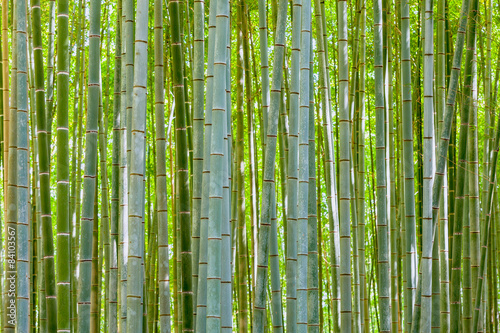 Naklejka dekoracyjna bamboo background in nature at day