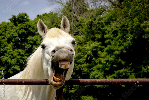 Silly Arabian horse with mouth open exposing crooked smile and ...