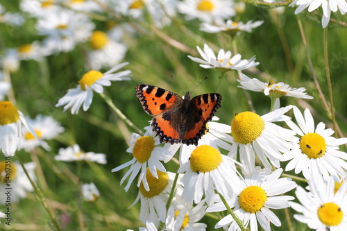 Plakat na zamówienie Ein Schmetterling sitzt auf den Blumen