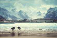 Birds And Mountain Peak On Lofoten Beach In Spring Season, Norwa