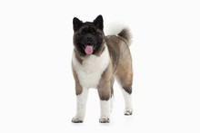 Dog. American Akita Puppy Of White Background