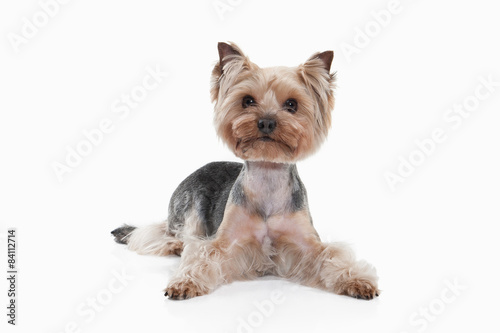 Dog Yorkshire Terrier On White Gradient Background Buy This