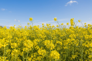 Raps unter blauem Himmel