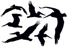 Flying Pelican Silhouettes