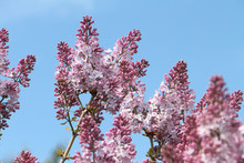 Branches Of The Blossoming Common Lilac In The Spring Against Th