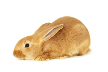 Wall Mural - Young red rabbit isolated on white