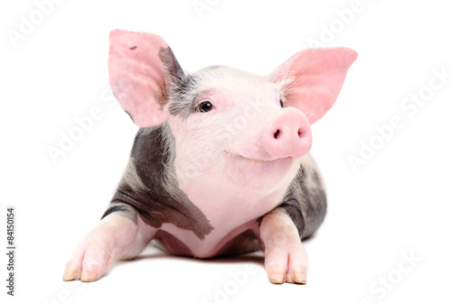 Fotografía Portrait of the funny little pig