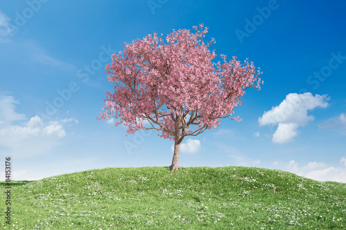 Naklejka - mata magnetyczna na lodówkę Blühender Kirschbaum auf Wiese vor Himmel