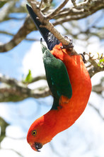 Australian King Parrot Hanging Down