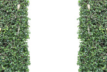 Green Plant Wall Isolated On White Background