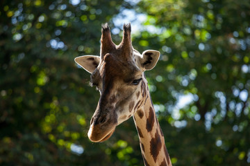 Giraffe among green trees