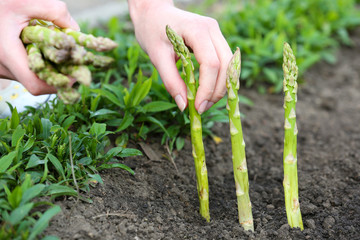 Canvas Print - farmer planting asparagus into black soil in garden