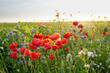 canvas print picture - Meadow full of wild flowers at sunset