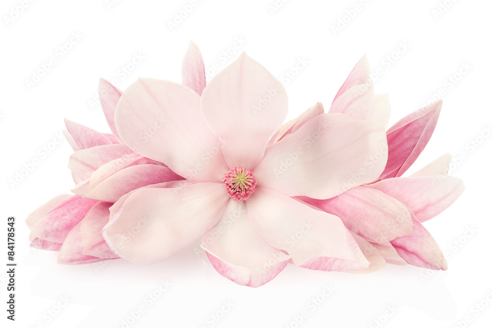 Magnolia, pink spring flowers and buds on white, clipping path - obrazy, fototapety, plakaty 