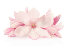 Magnolia, Pink Spring Flowers And Buds On White, Clipping Path